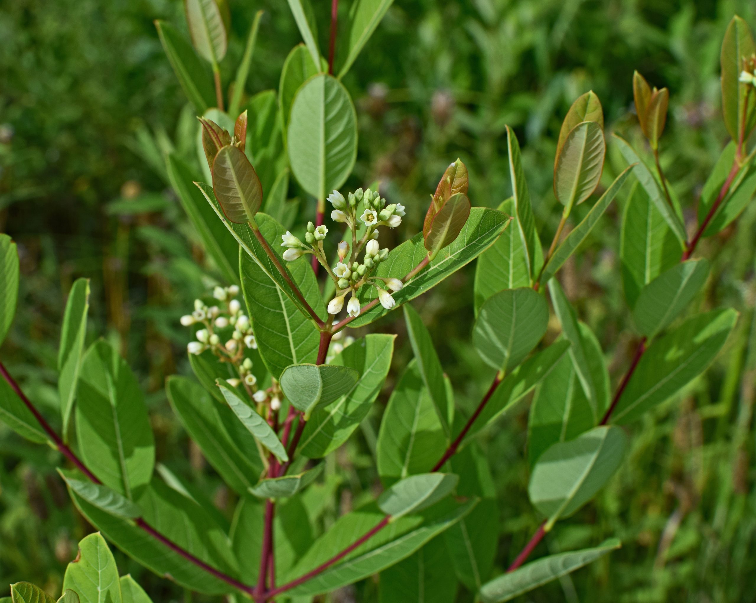 Best Herbicide For Dogbane