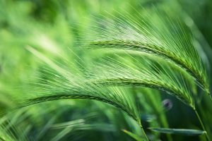 Will 2,4-D Kill Foxtail Grass? 