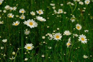 Best Companion Plants For Chamomile