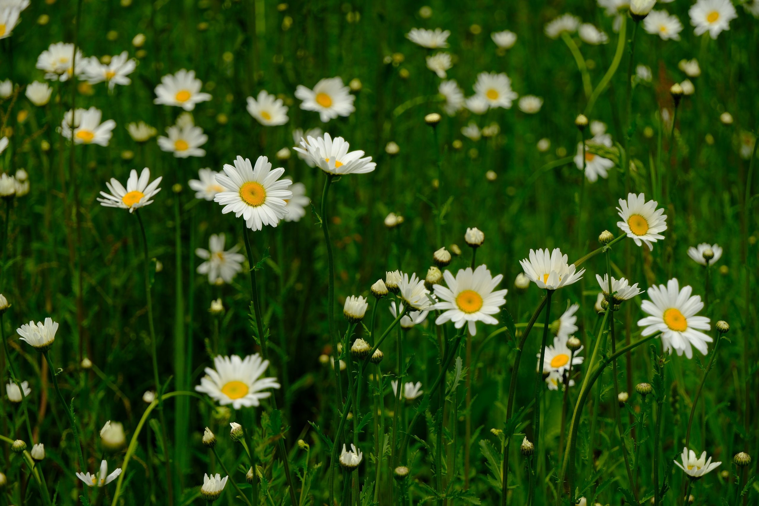 Best Companion Plants For Chamomile