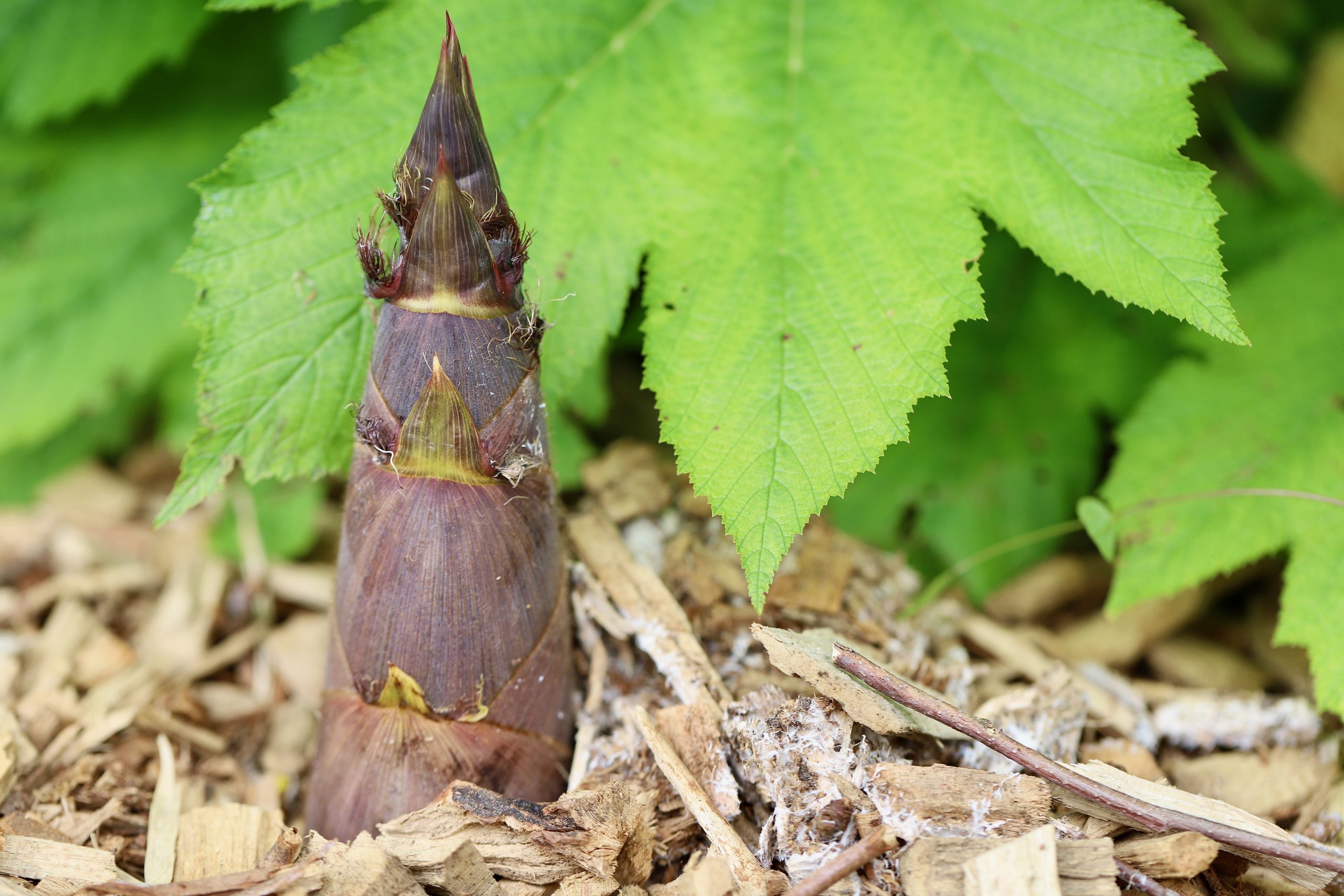 Glyphosate Herbicide For Bamboo