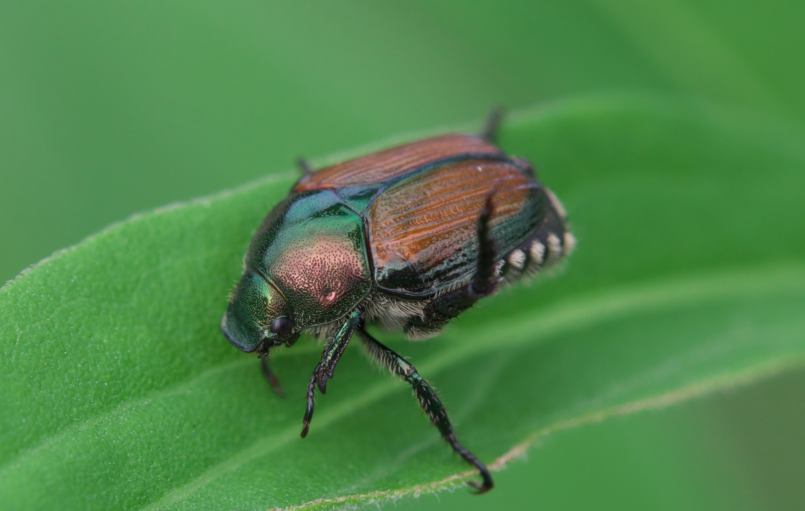 What Is The Best Systemic Insecticide To Treat Japanese Beetles?
