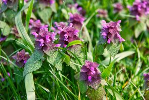Herbicide For Purple Deadnettle
