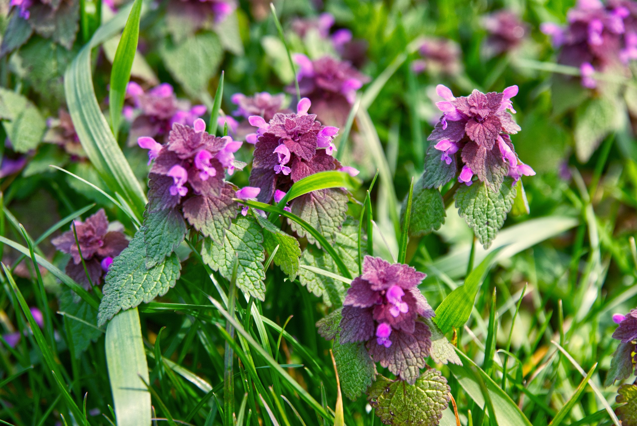 Herbicide For Purple Deadnettle
