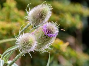 Best Herbicide For Teasel