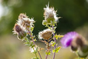 Weeds That Poke You