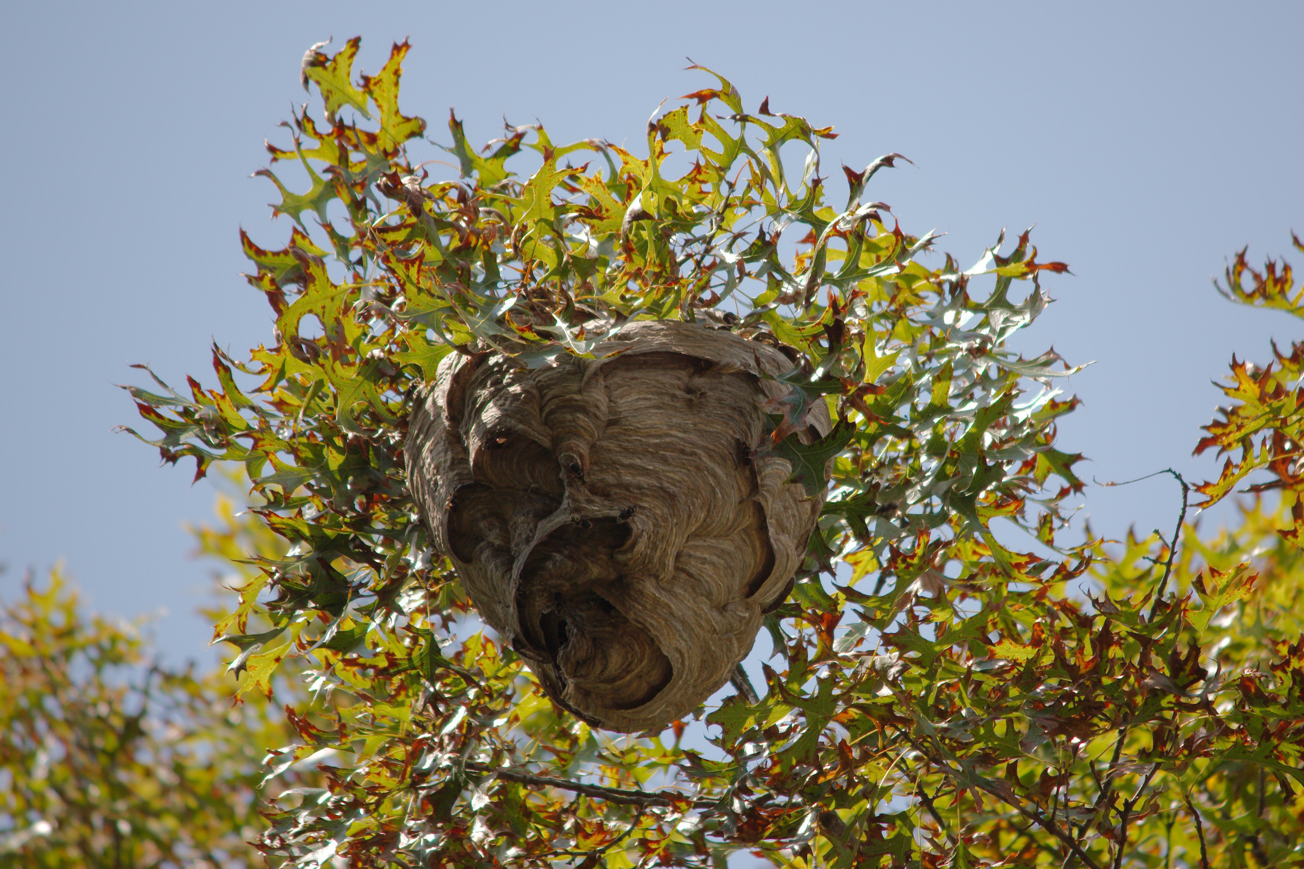 Best Pesticide For Yellow Jackets