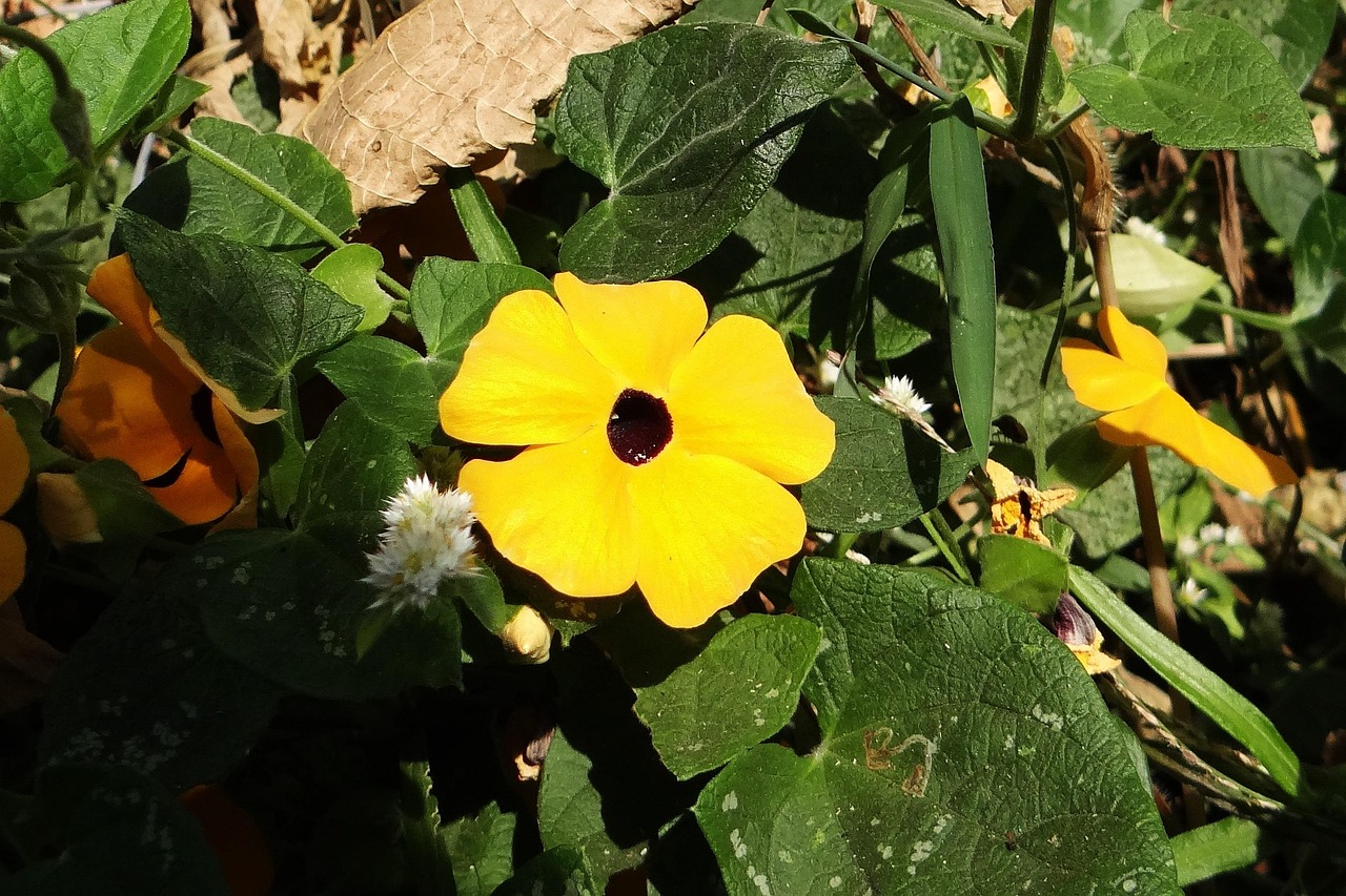 Plants That Flower Everywhere