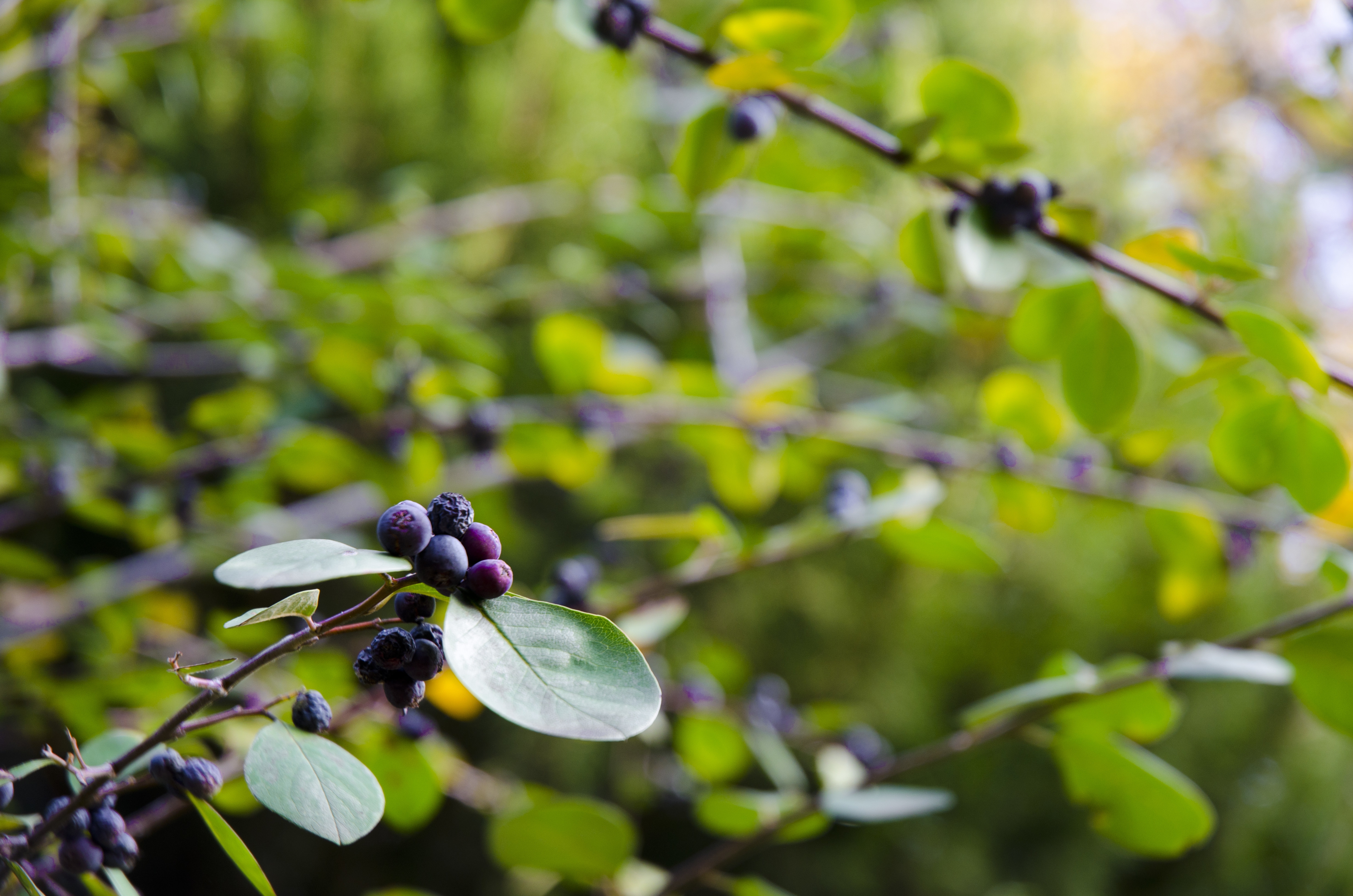 Shrubs Native To New England
