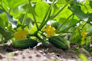 Vegetable That Are Good For Dogs