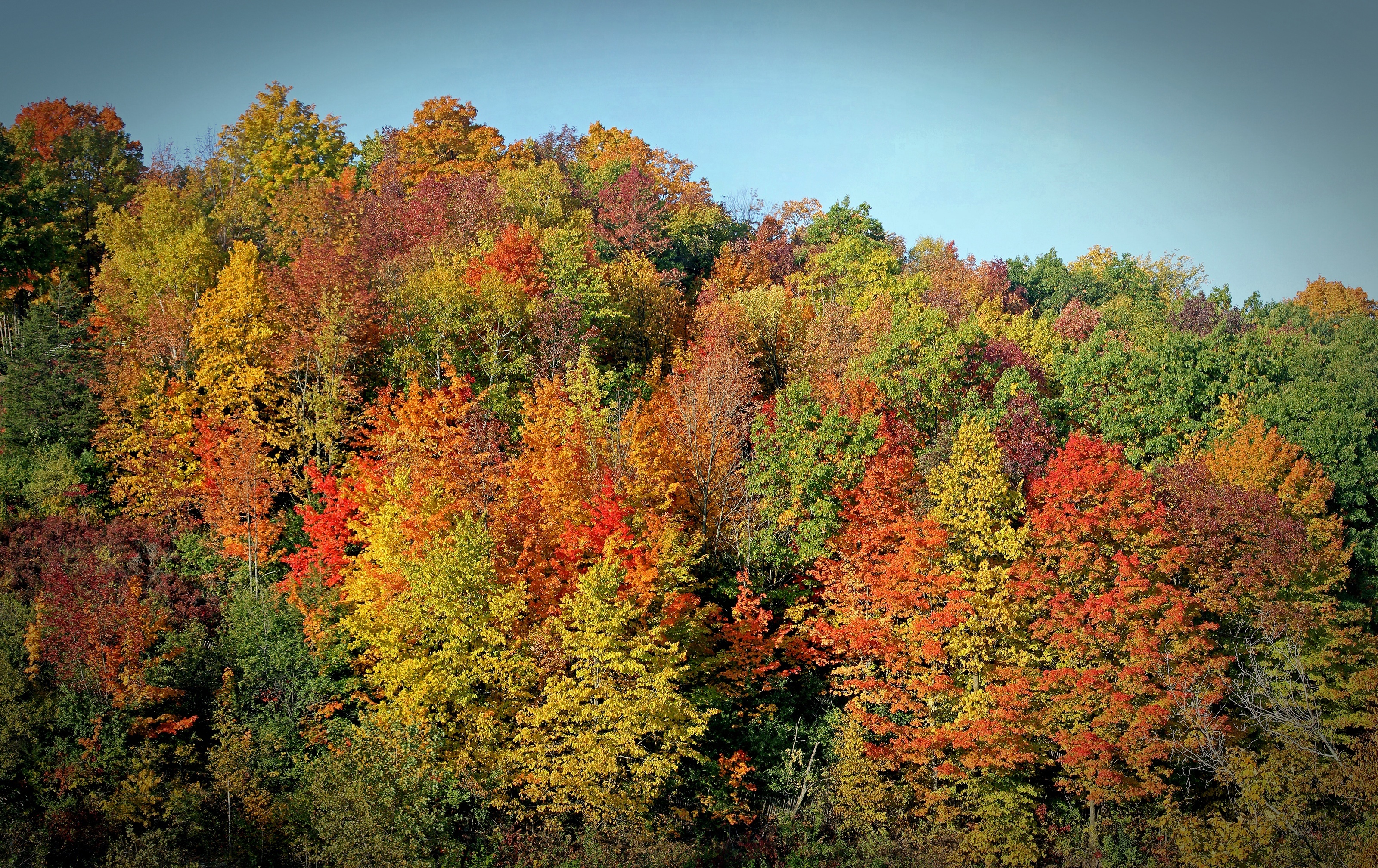 Best Trees In Lubbock Texas