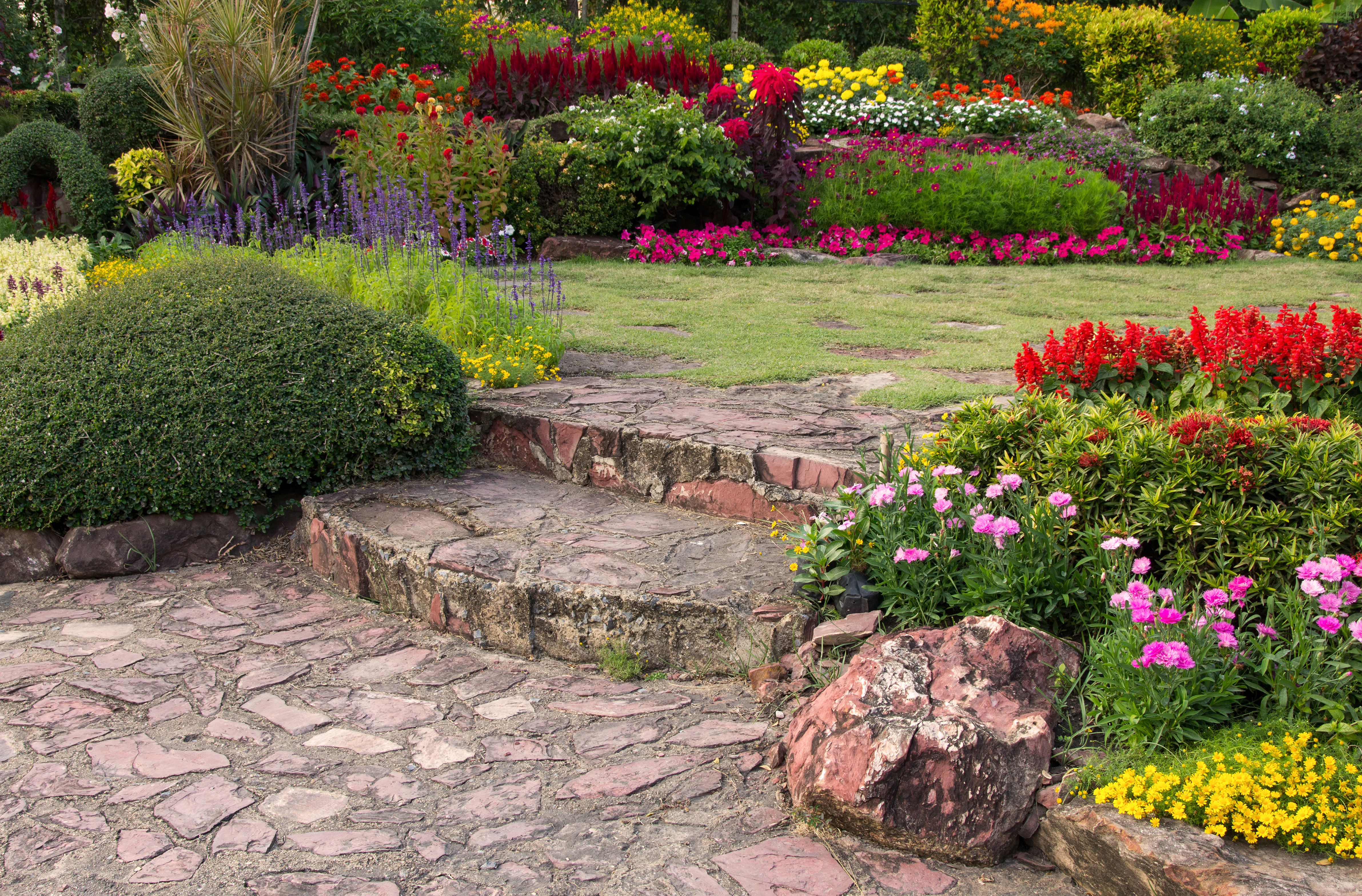 bushy shrub with attractive blooms