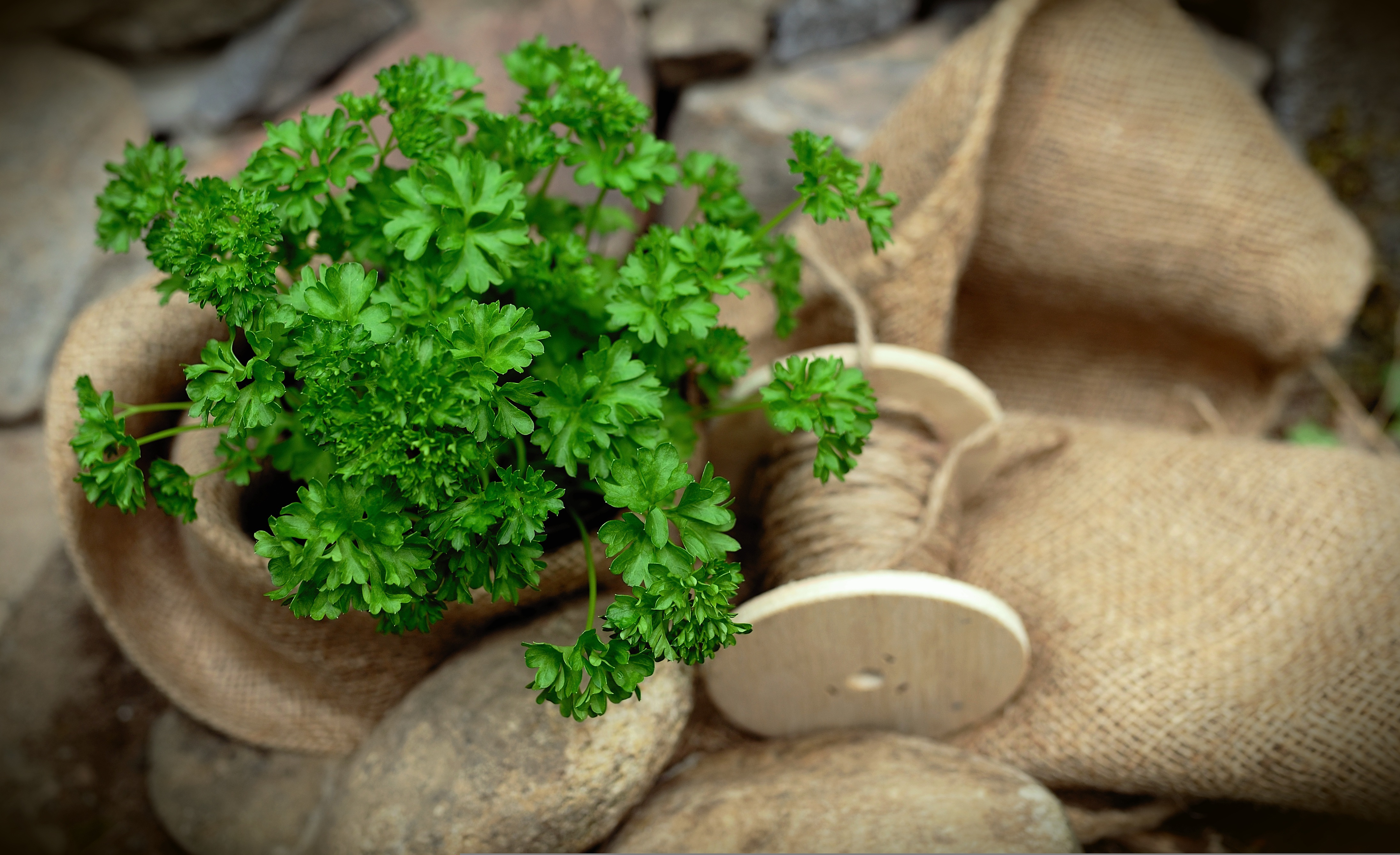 Herbs High In Vitamin D3