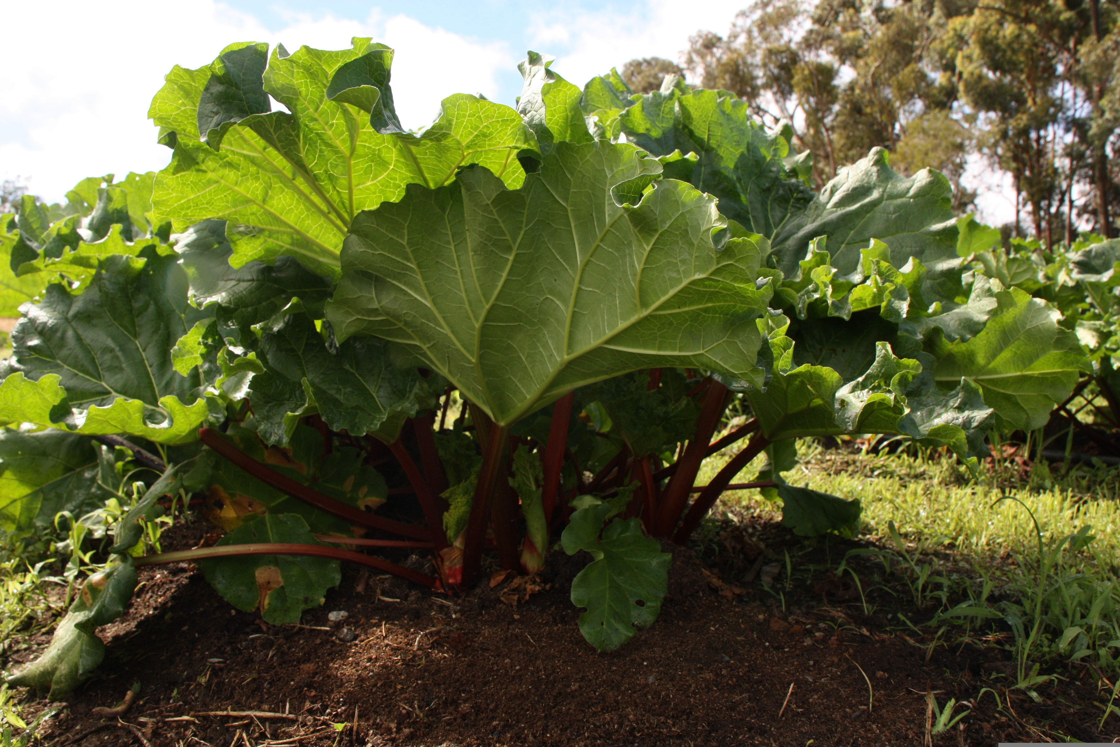 Plant With Edible Red Stalks