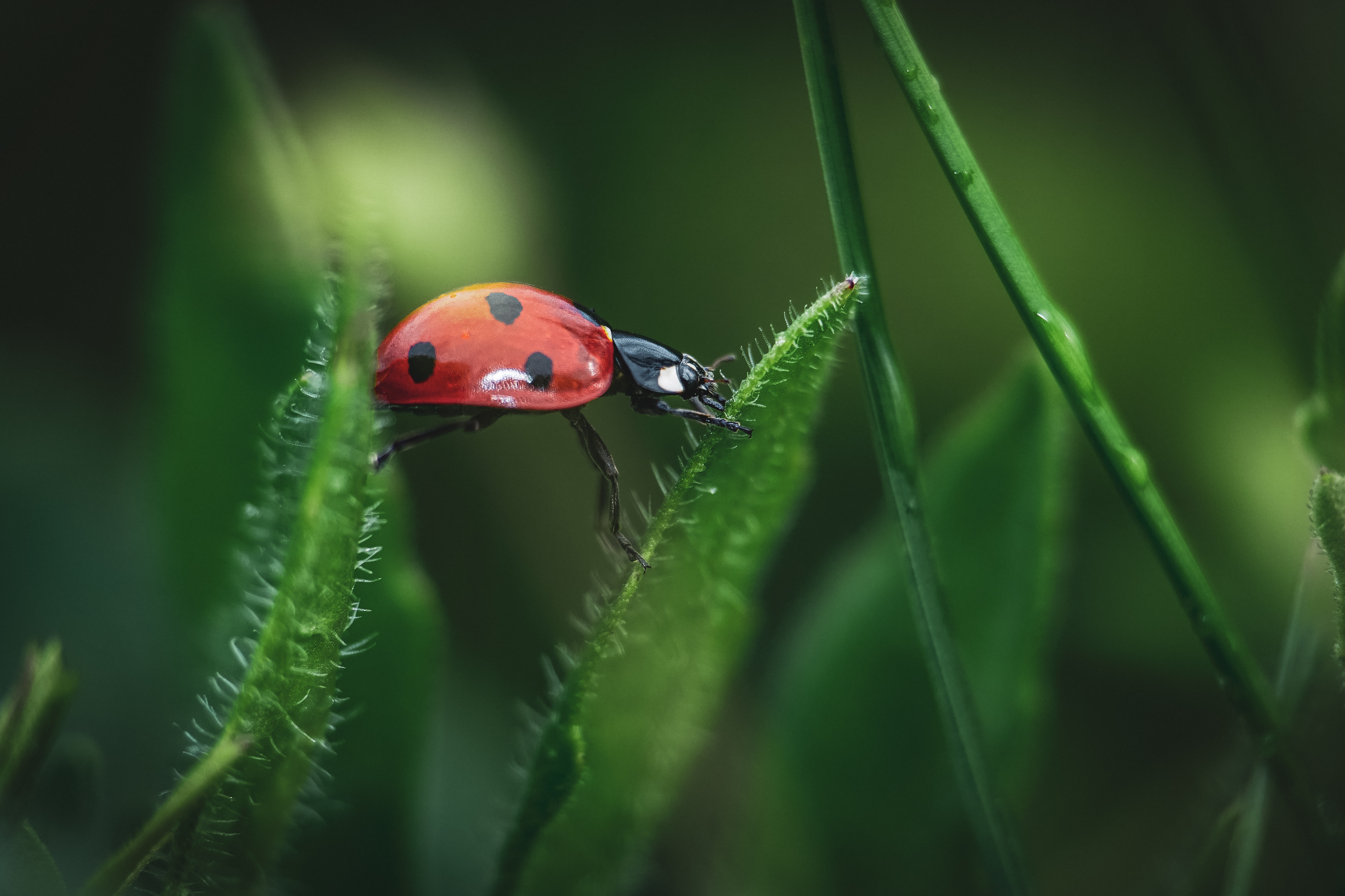 Best Pesticide For Ladybugs