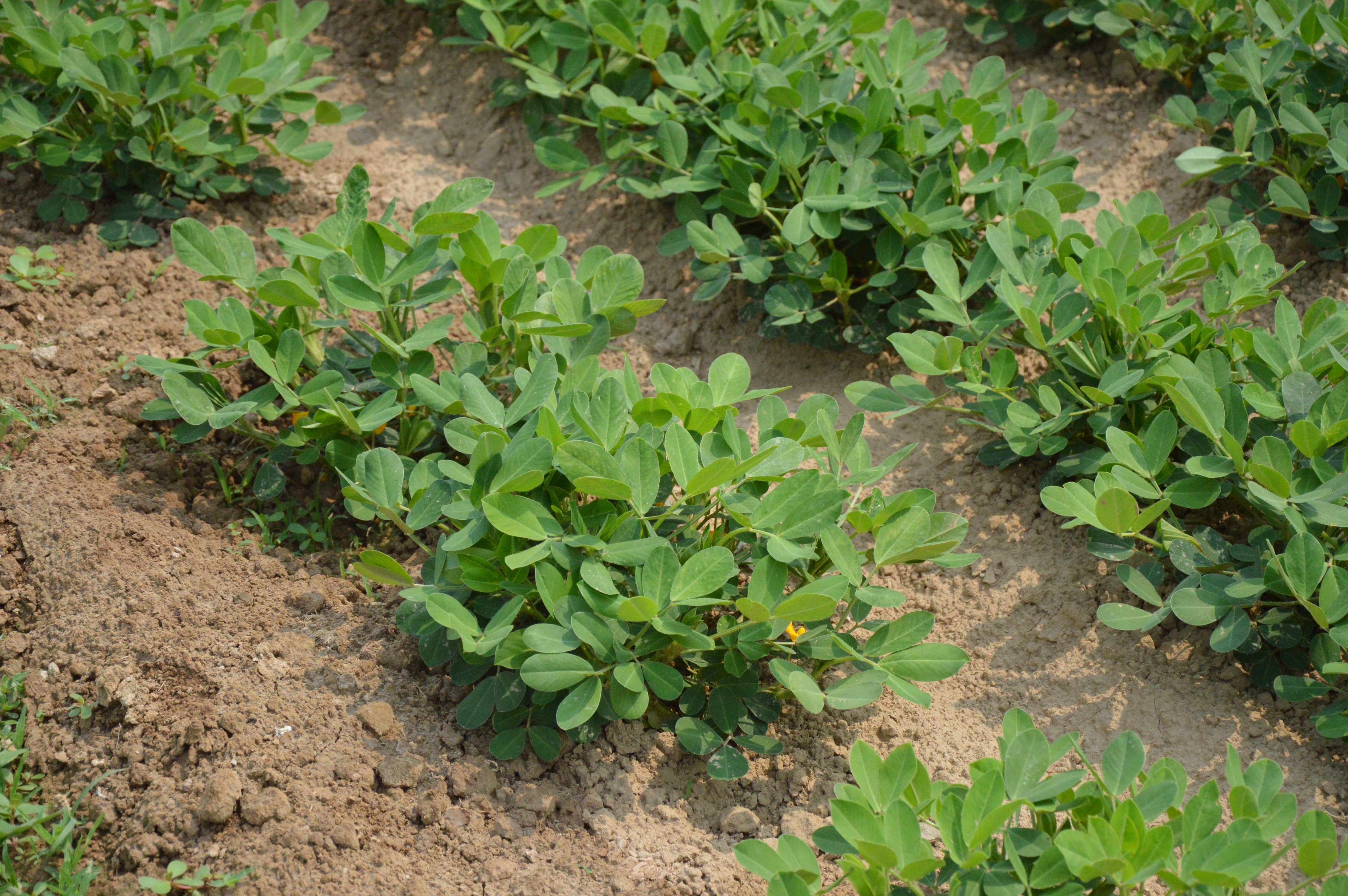 What Pesticides Are Recommended For Groundnuts?
