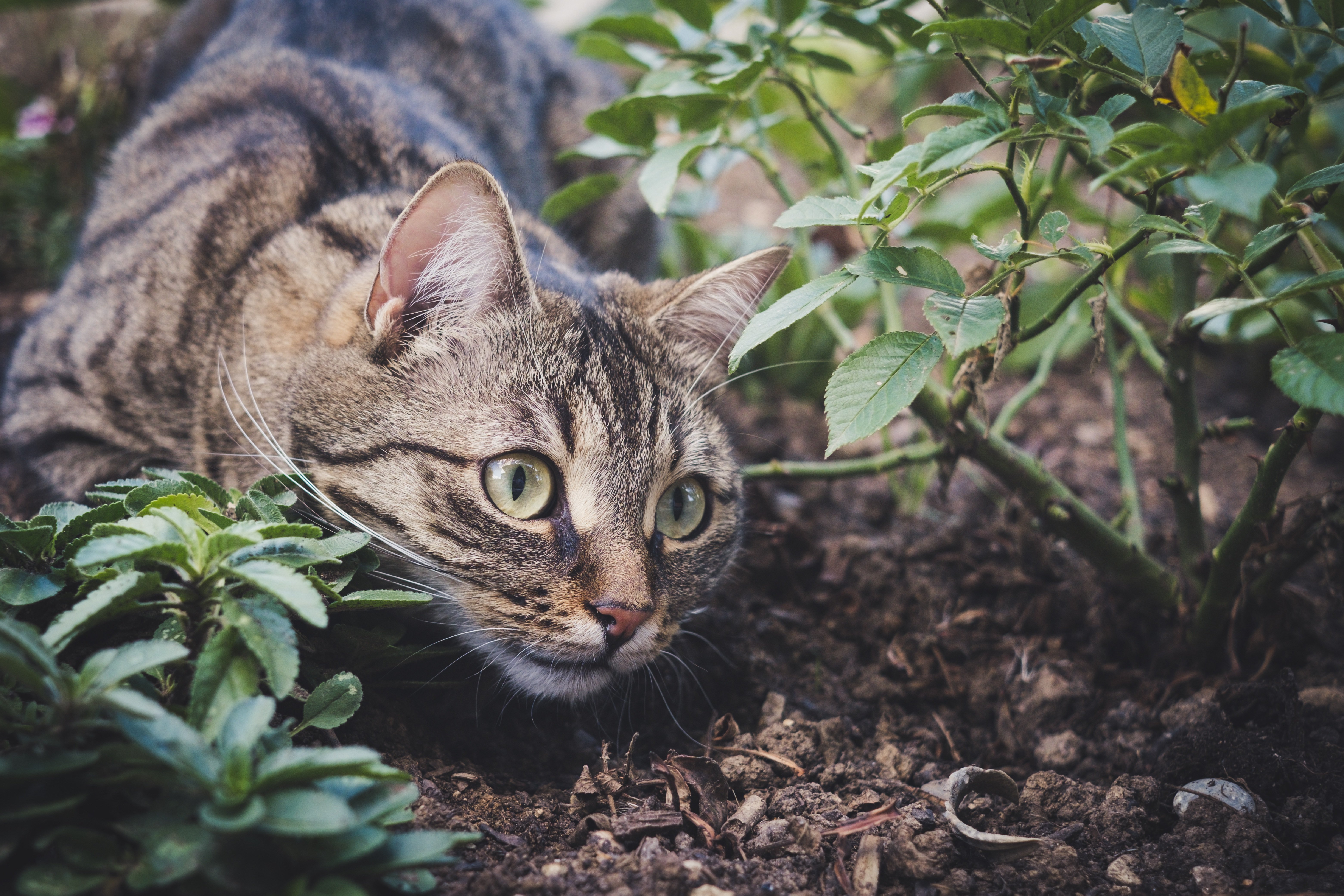 What Is The Most Effective Cat Repellent?