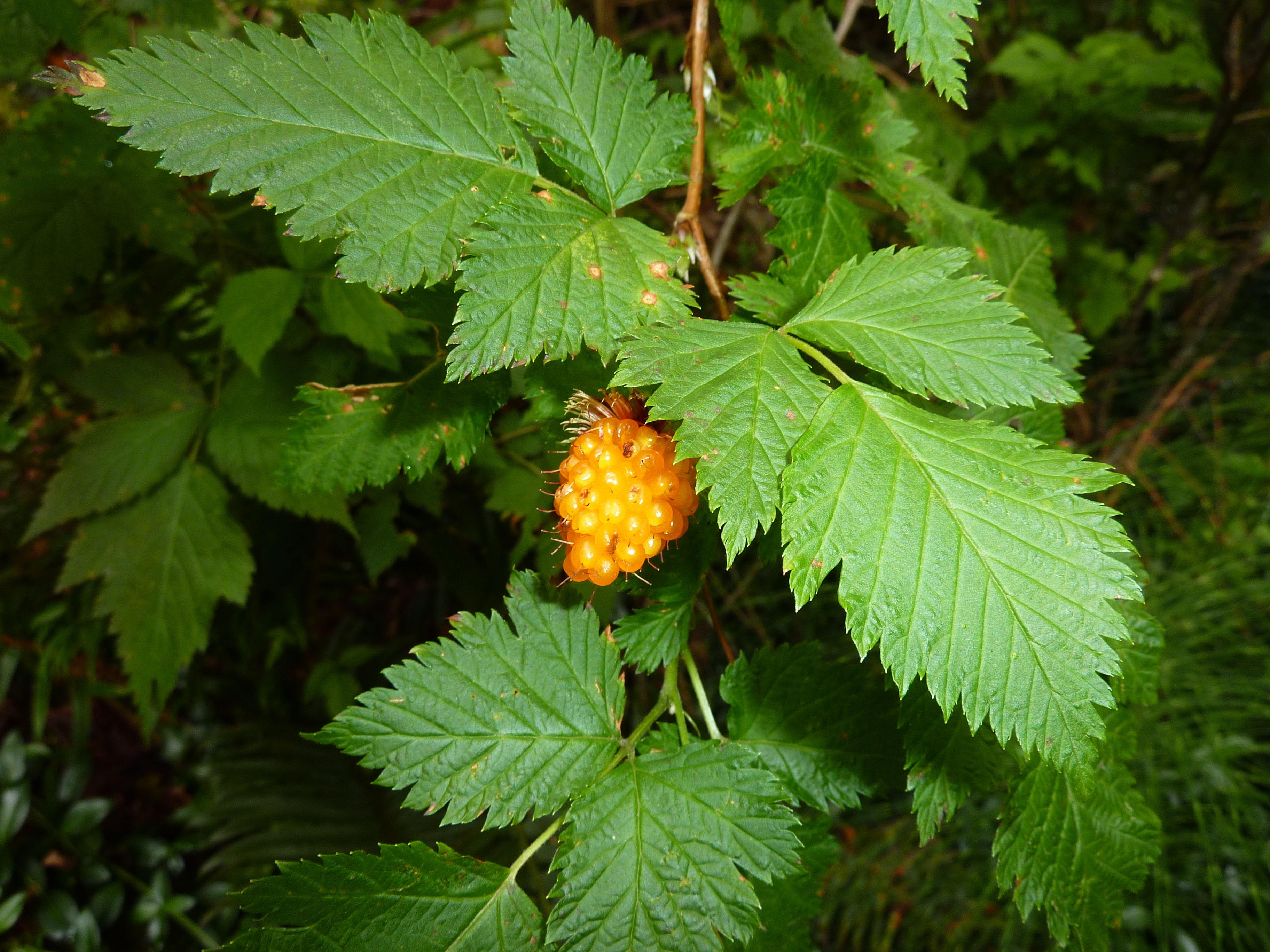 Unusual Plants In Alaska
