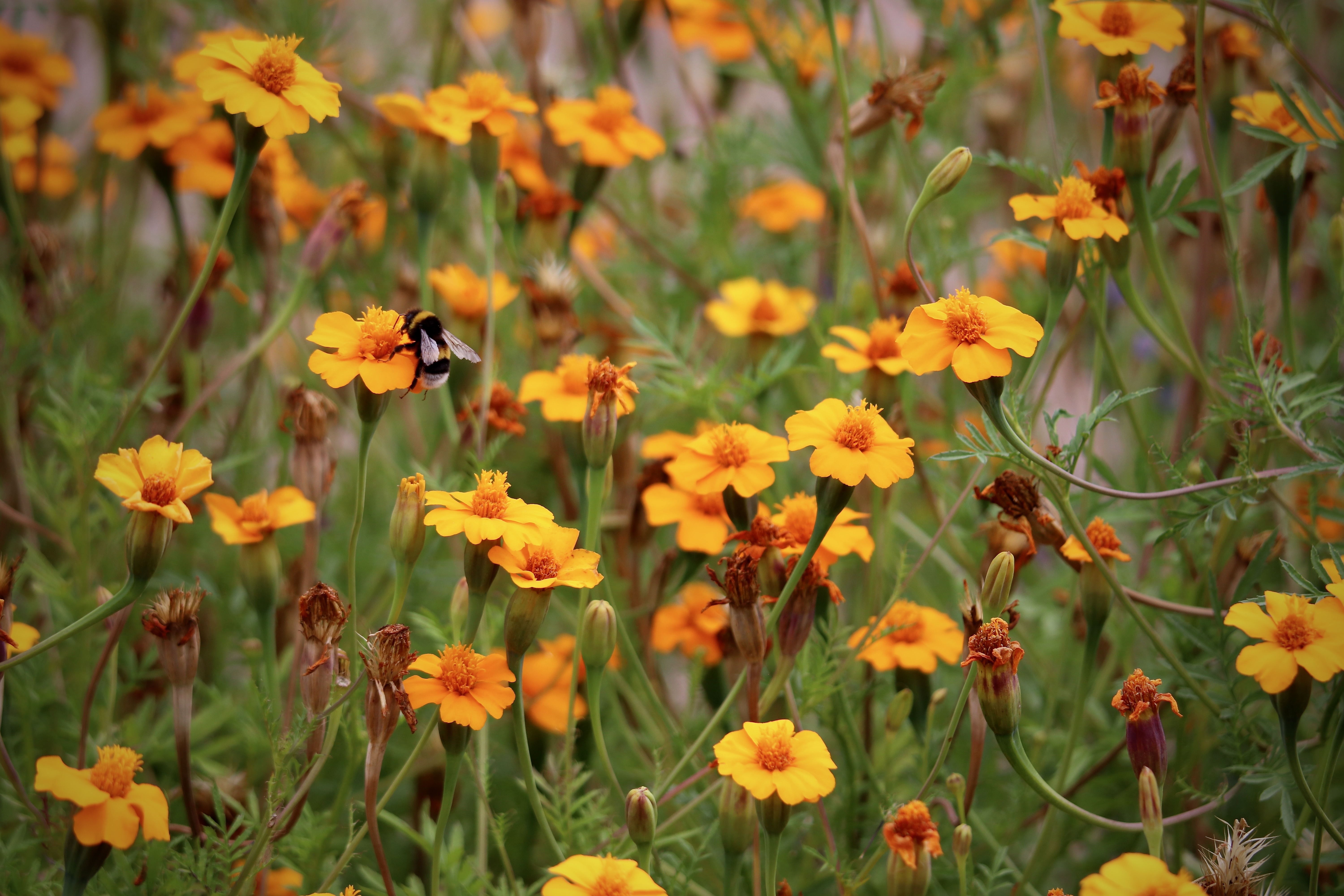 Flowers That Repel Snakes