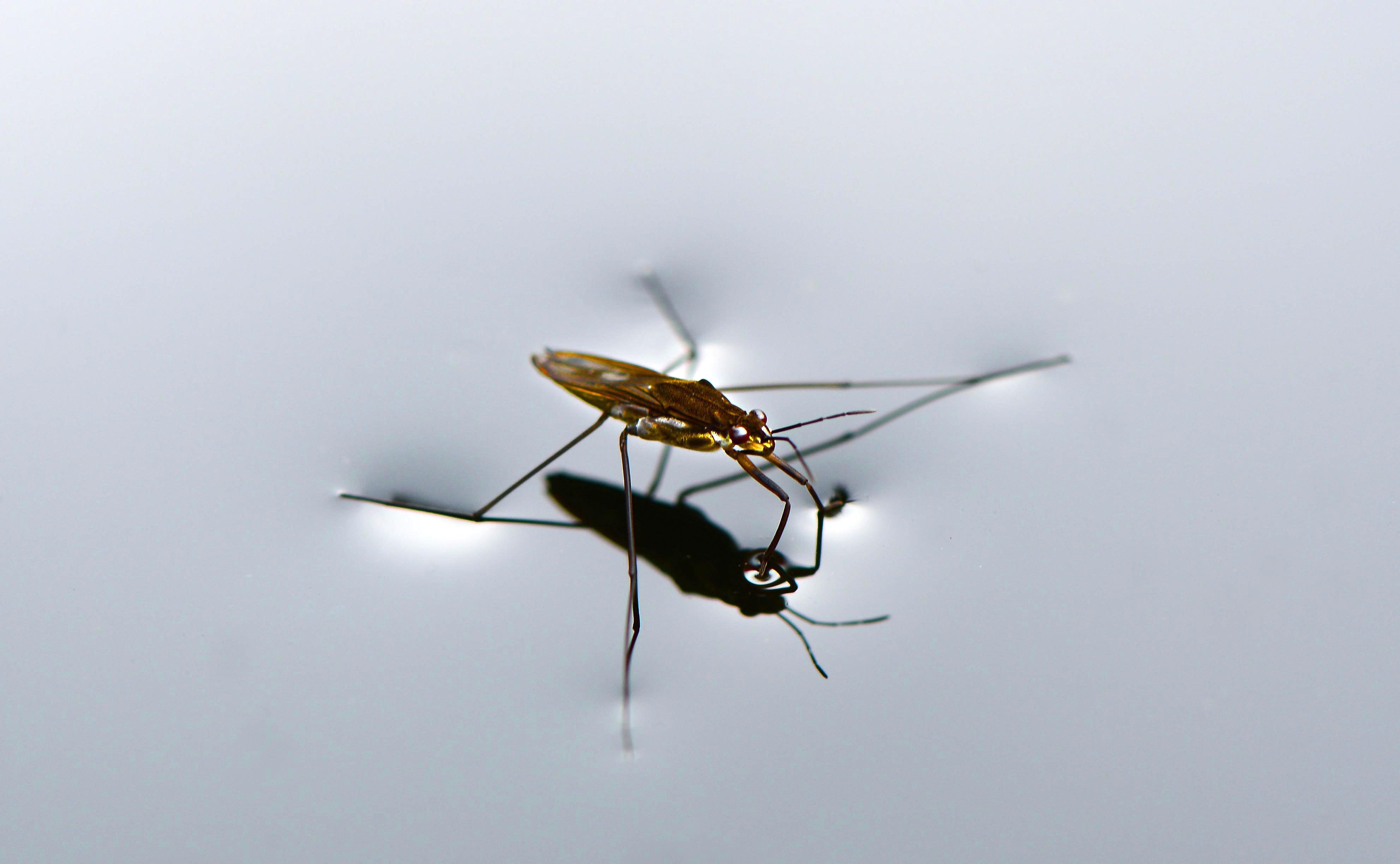 Best Pesticide For Water Bugs
