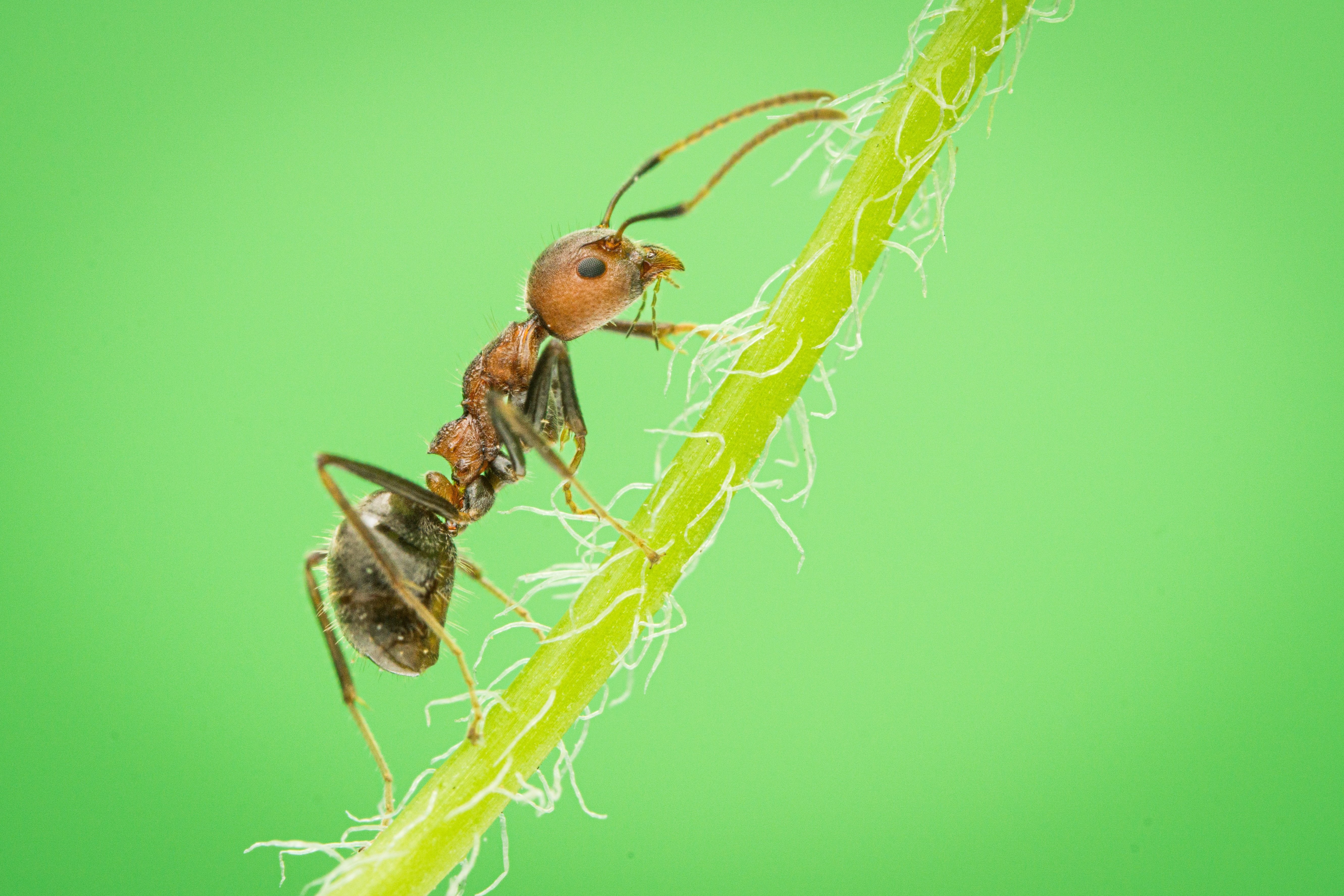 Best Pesticide For Ants In Lawn
