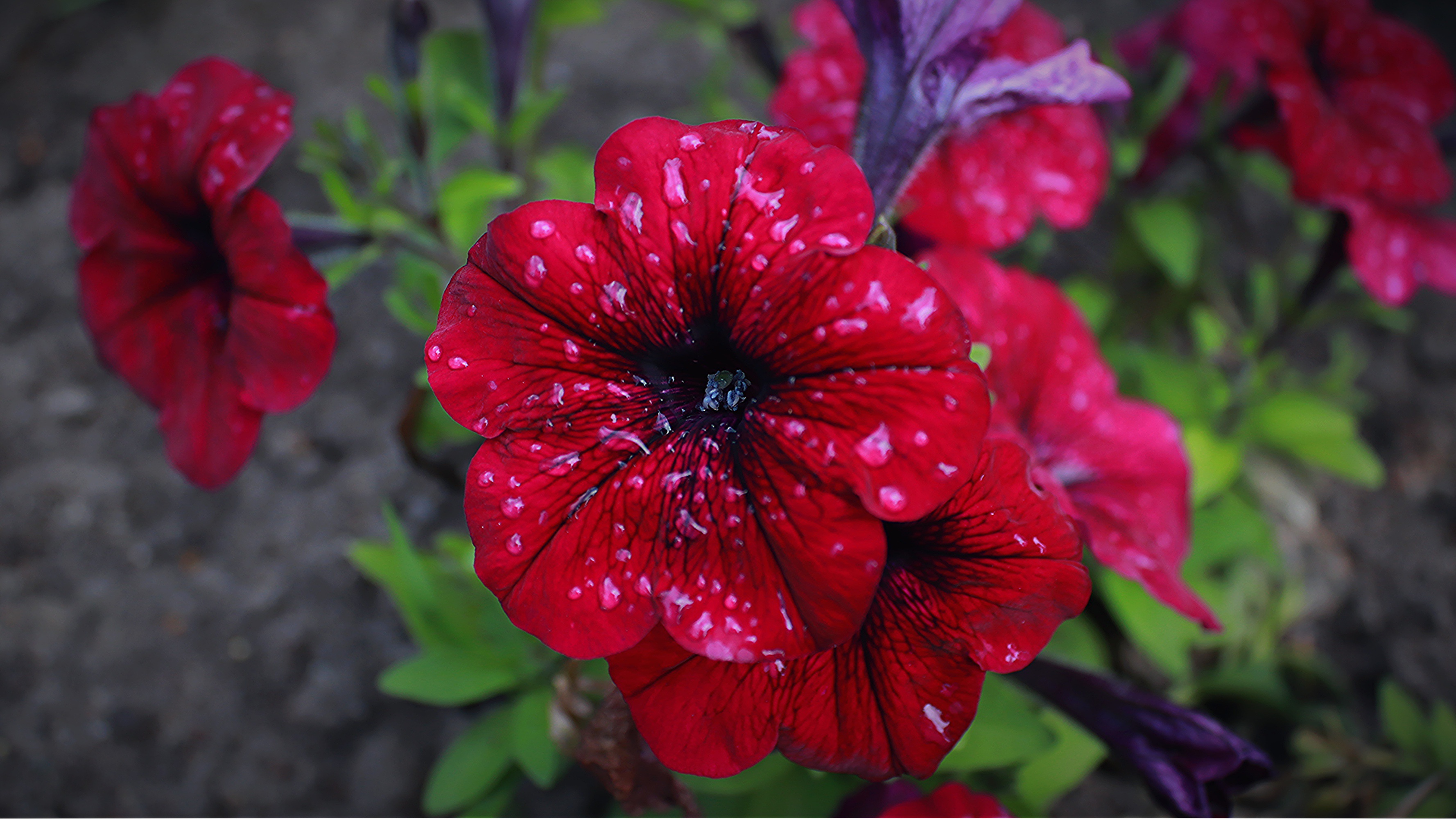 Flowers That Are Only Red