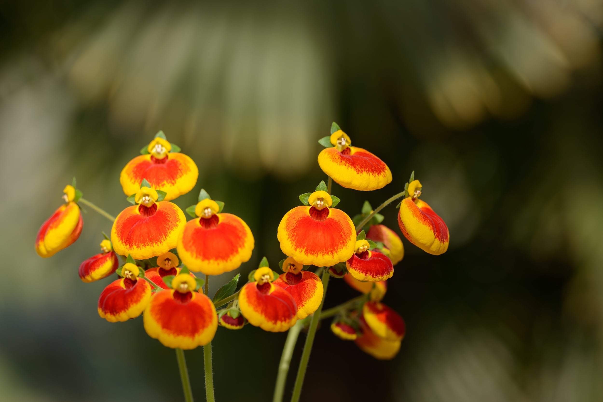 House Plants With Orange Flowers Clusters